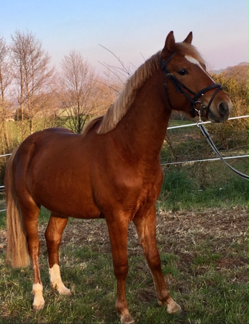 Poneys à vendre | Organisation Normadie Poney