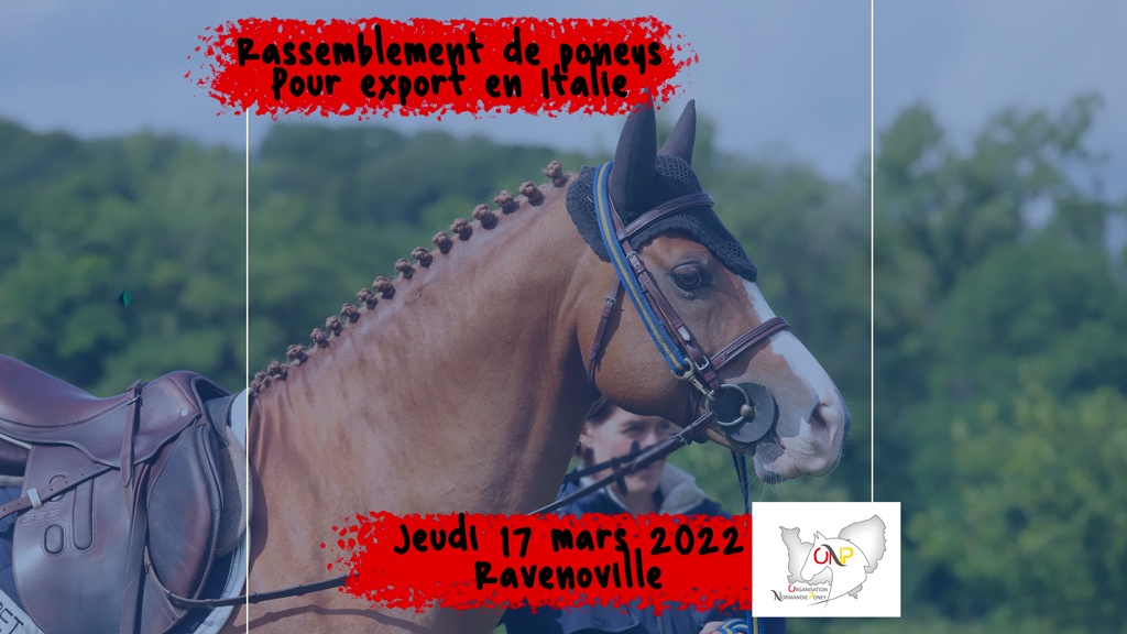 Vente-poneys-Italie-ONP-2022-17-mars-2022